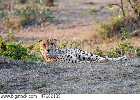 Beautiful Cheetah Relaxes In The Grass At Dusk, In The Masaai Mara Kenya