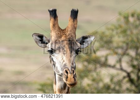 Head On Portrait Shot Of A Wild Giraffe, In The Masaai Mara Reserve Of Kenya, Africa