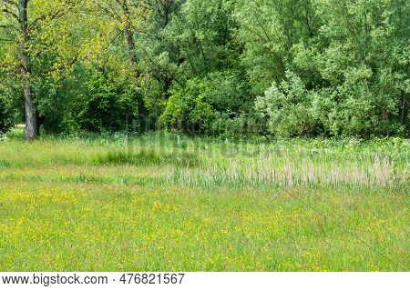 Green And Yellow Meaodw And Forest At The Flemish Countryside Around Daknam, East Flemish Region, Be