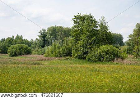 Green And Yellow Meaodw And Forest At The Flemish Countryside Around Daknam, East Flemish Region, Be