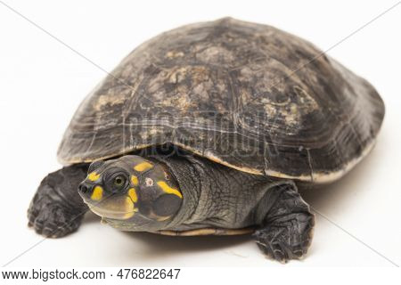 Yellow-spotted Amazon River Turtle, Podocnemis Unifilis Isolated On White Background
