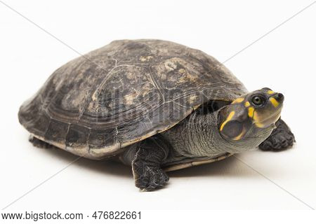 Yellow-spotted Amazon River Turtle, Podocnemis Unifilis Isolated On White Background