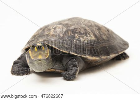 Yellow-spotted Amazon River Turtle, Podocnemis Unifilis Isolated On White Background
