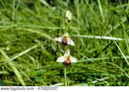 Close Up Of A Bee Orchid (ophrys Apifera) Showing The Rarer Whiter Sepals, Thought To Be Caused By S