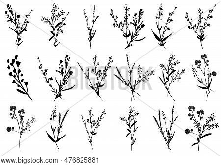 Big Set Silhouettes Botanic Blossom Floral Elements. Branches, Leaves, Herbs, Wild Plants, Flowers. 