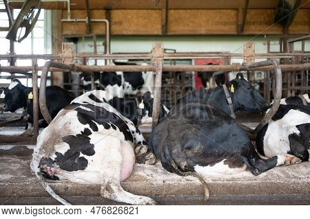 Holstein Dairy Cows Comfortably Laying Down In Freestalls Barn.