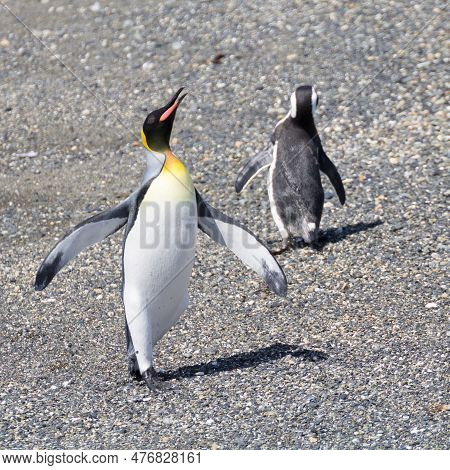 King Penguin On Martillo Island Beach, Ushuaia
