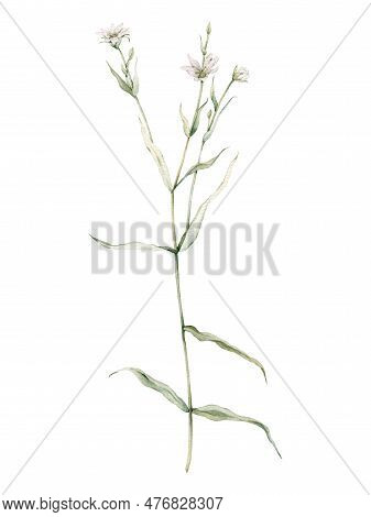 Flowering Greater Stitchwort Plants In Wild Nature. Rabelera Holostea, Syn. Stellaria Holostea. Wate