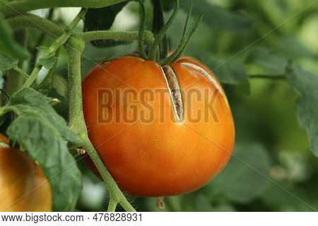 Cracked Tomato Fruit. Large Red Ripe Tomato With Cracked Skin. Close-up Image Of A Cracked Tomato Gr