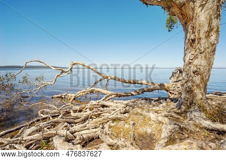 Sunlit Scene Of Old Melaleuca Paperbark Tea-trees With Massive Exposed Woody Root Systems, Overhangi