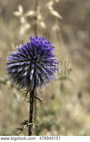 Violet Flower Of Echinops Bannaticus Blue Globe Thistle A Member Of The Sunflower Family. Selective 