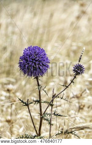 Violet Flower Of Echinops Bannaticus Blue Globe Thistle A Member Of The Sunflower Family. Selective 