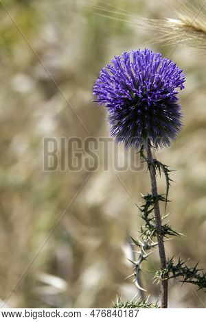 Violet Flower Of Echinops Bannaticus Blue Globe Thistle A Member Of The Sunflower Family. Selective 
