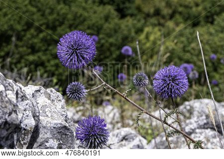 Violet Flower Of Echinops Bannaticus Blue Globe Thistle A Member Of The Sunflower Family. Selective 
