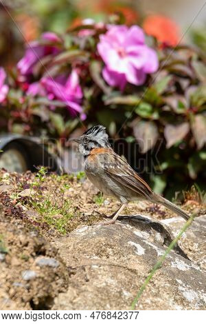Rufous-collared Sparrow Or Andean Sparrow (zonotrichia Capensis), Small Song Bird. San Gerardo De Do