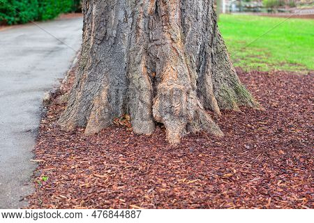 Trunk Close Up Of Old Tree In Autumn Park . Sidewalk In Fall Season Park . Surface Of Tree Bark