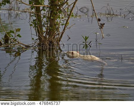 An Albino Nutria Is An Invasive Species In Europe