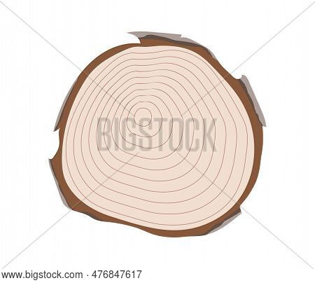 Wood Slice Concept. Log Of Oak Or Christmas Tree With Age Rounds. Top View Of Wooden Object, Materia