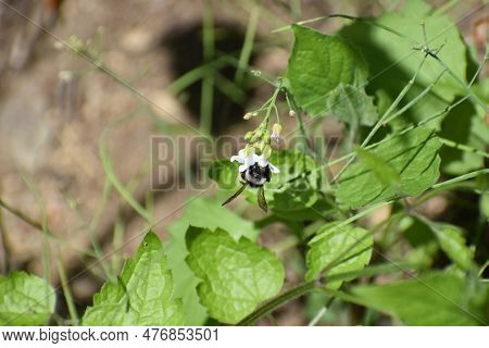 Black And White Bumblebee On A Blackberry Flower