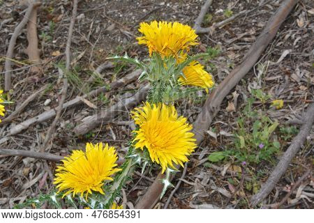 Delicate Yellow Dandelion Flower With Black Stamens