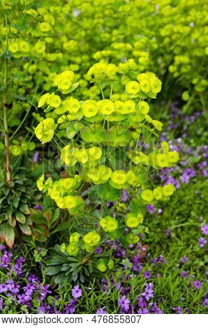 Full Frame Image Of Leafy Spurge In Bloom. Euphorbia Esula