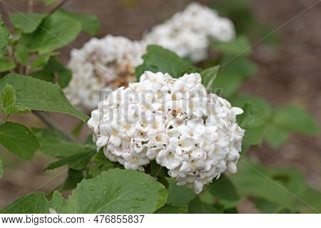 Korean Spice Viburnum Close Up Macro Image Of Delicate Flowers And Leaves. Viburnum Carlesii
