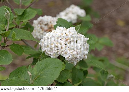 Korean Spice Viburnum Close Up Macro Image Of Flowers And Leaves. Viburnum Carlesii