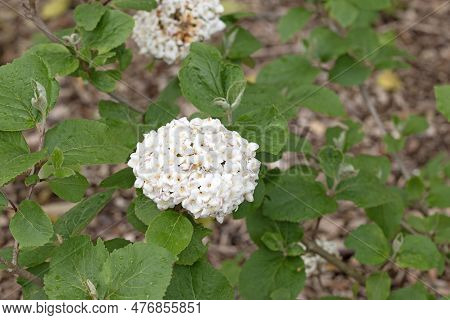 Korean Spice Viburnum Close Up Image Of Flowers And Leaves. Viburnum Carlesii