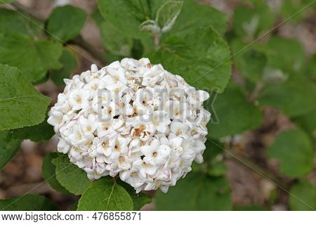 Korean Spice Viburnum Close Up Macro Image Of Delicate Flowers. Viburnum Carlesii