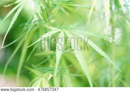 Cannabis, Marijuana Or Marihuana Leaf, Cbd, Thc Used As Drug, Intoxicant, Or Alternative Medicine.