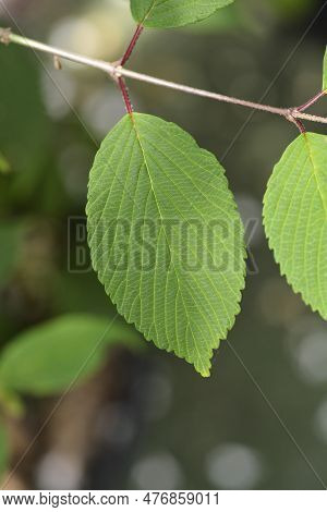 Japanese Snowball Kilimandjaro Sunrise Leaves In The Spring