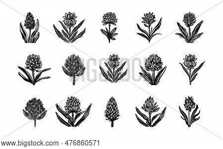 Linotype Floral Icon Collection In Whimsical Vector Art. Decorative Foliate Design For Rustic Botany