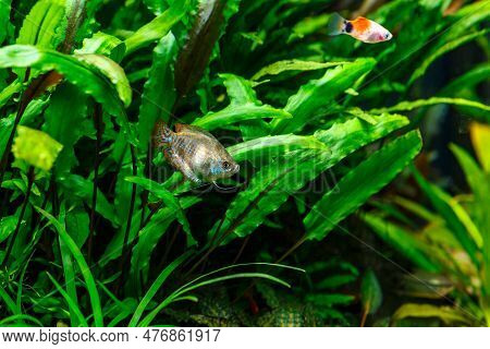 A Green Beautiful Planted Tropical Freshwater Aquarium With Fishes. Dwarf Gourami (colisa Lalia) Fis