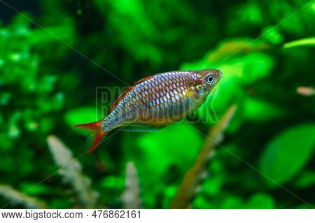A Green Beautiful Planted Tropical Freshwater Aquarium With Fishes.dwarf Rainbowfish Melanotaenia Pr