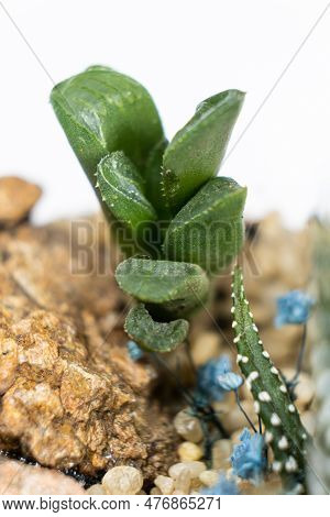 Pachyphytum Close-up On A White Background. Succulent Care
