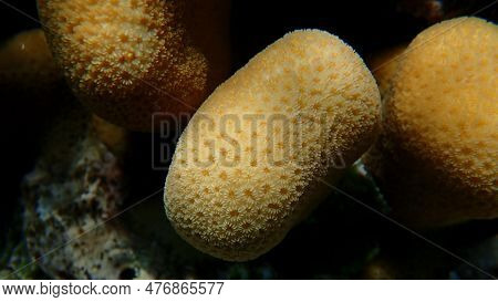 Knob Coral (goniastrea Stelligera) Close-up Undersea, Red Sea, Egypt, Sharm El Sheikh, Nabq Bay