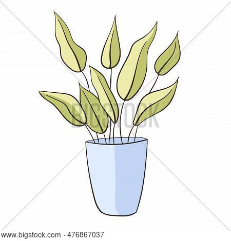 Aglaonema In A Flower Pot. Small Plant Isolated On A White Background.