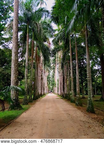 Beautiful Path In The Middle Of Nature, Surrounded By A Garden And Surrounded By Giant Palm Trees.