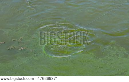 Blue-green Algae (microcystis Aeruginosa) Blooms In Yalpug Lake, Ukraine