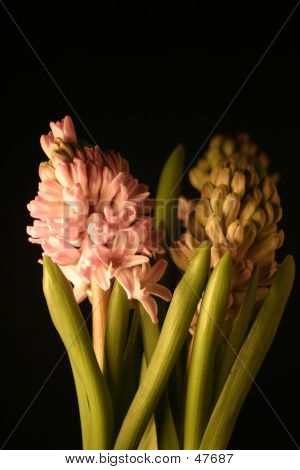 Flores