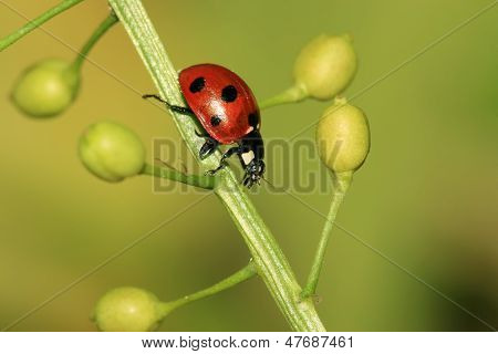 Ladybug