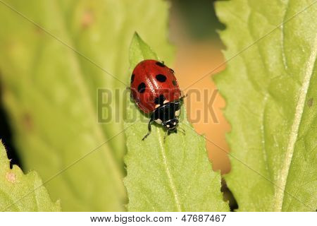 Ladybug