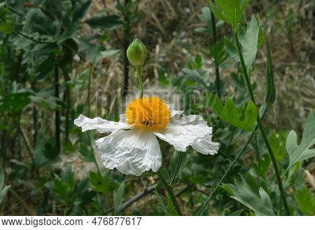 Flowering Coulter's Matilija Poppy Or California Tree Poppy (lat.- Romneya Coulteri)