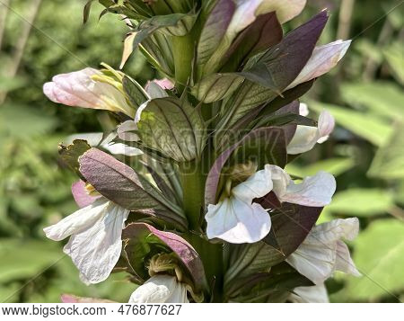 Closeup Of Beautiful Flowering Bear's Breeches (lat. - Acanthus Mollis)