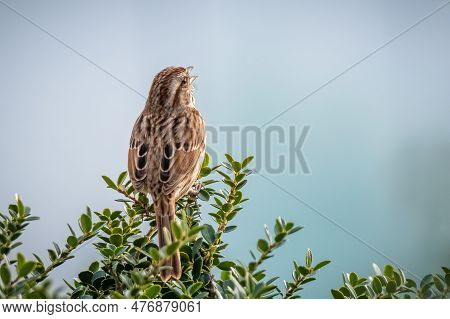 A Song Sparrow (melospiza Melodia) Sings Its Heart Out While Perched Atop A Green Shrub. Raleigh, No