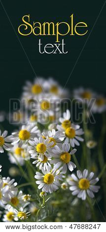 flowers of chamomile