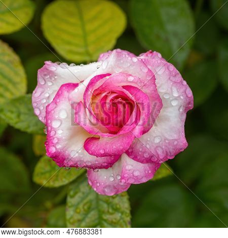 Miss Congeniality Grandiflora Rose In Bloom With Morning Dew