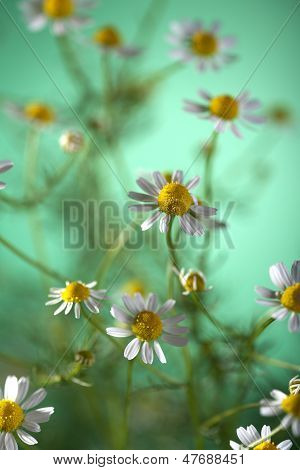 flowers of chamomile