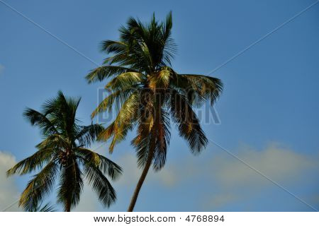 Deux palmes