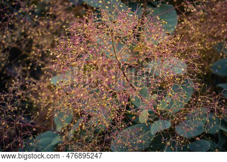 Smoke Bush - Cotinus Coggygria Blossom Shrub Concept Photo. Royal Purple Smoke Bush, Smokebush, Smok